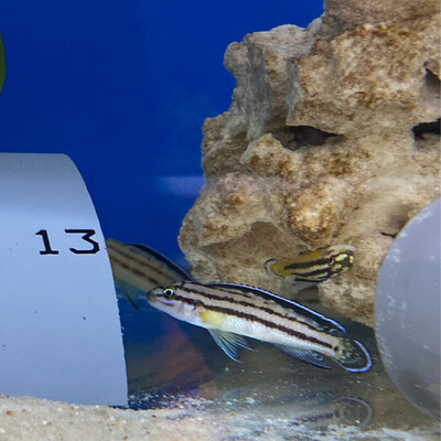 Julidochromis marksmithi 6/8cm