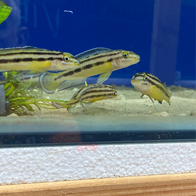 Julidochromis marksmithi Kipilli 5/6 cm