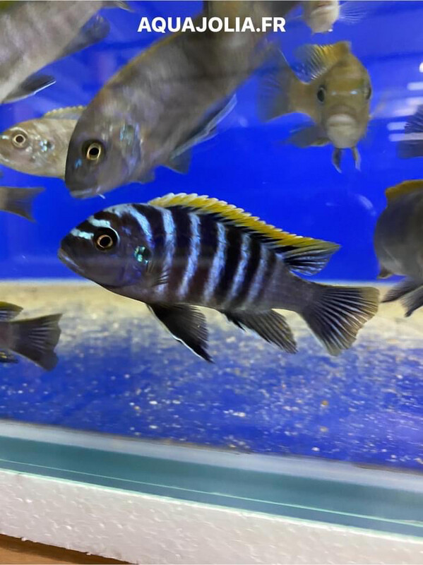 Cynotilapia zebroides Hongi Island sauvage mâles 