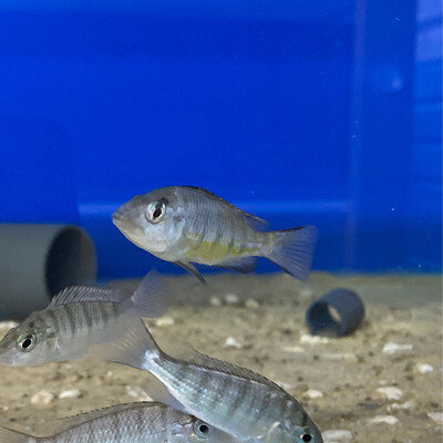 Gnathochromis pfefferi Kigoma F1 4/5cm