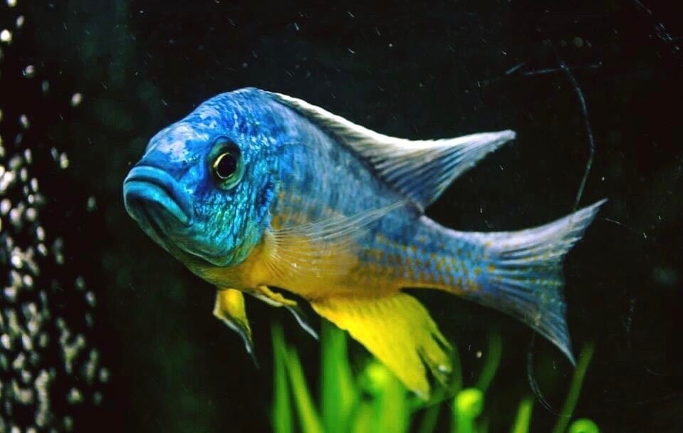 Protomelas Spilonotus Luhuchi Sauvage