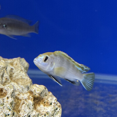 Labidochromis perlmutt higga reef 3/4 cm