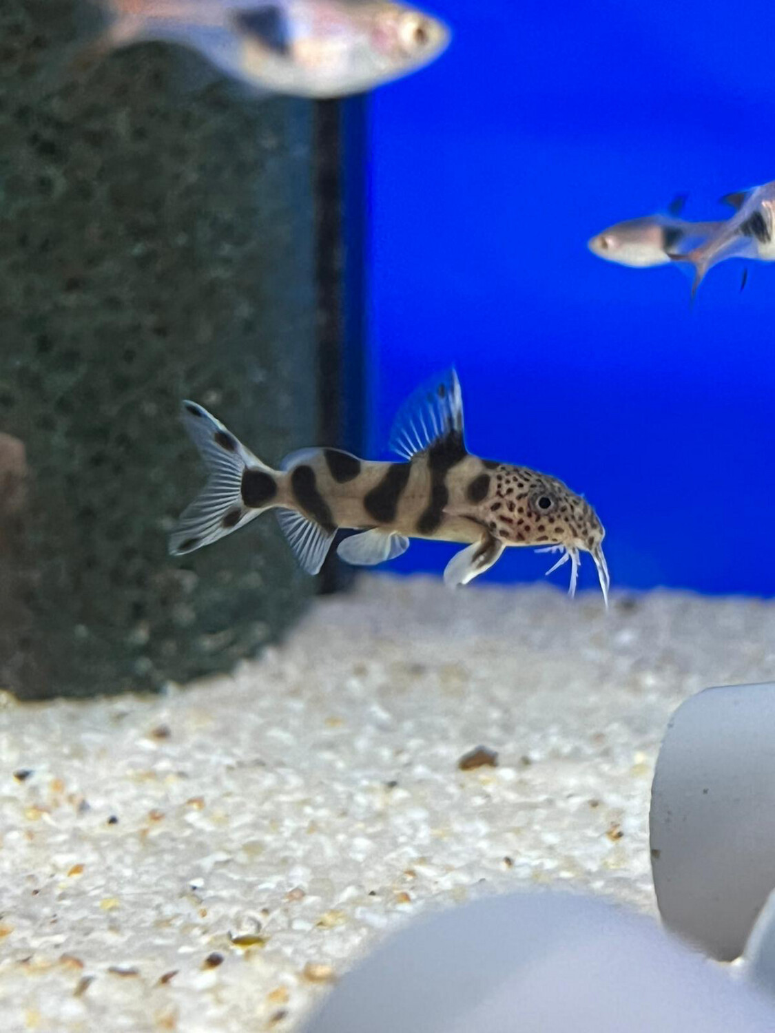 Synodontis sp. Petricola 3/4cm