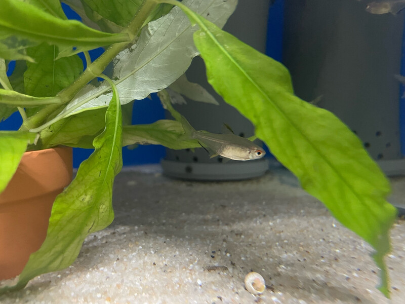 Hyphessobrycon pulchripinnis - Tetra citron 2,5/3cm