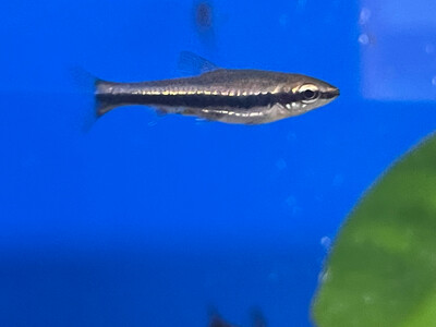 Nannostomus beckfordi - poisson crayon 3cm