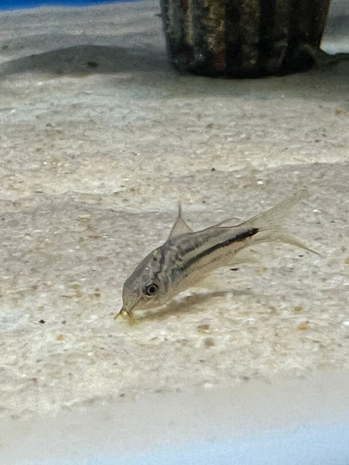 corydoras nanus