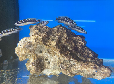 Julidochromis transcriptus 5/6 cm