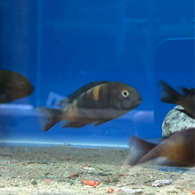 Tropheus sp black Bulu point ( Kirschfleck) 5/7 cm