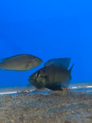 Haplochromis aenocolor 5/6cm