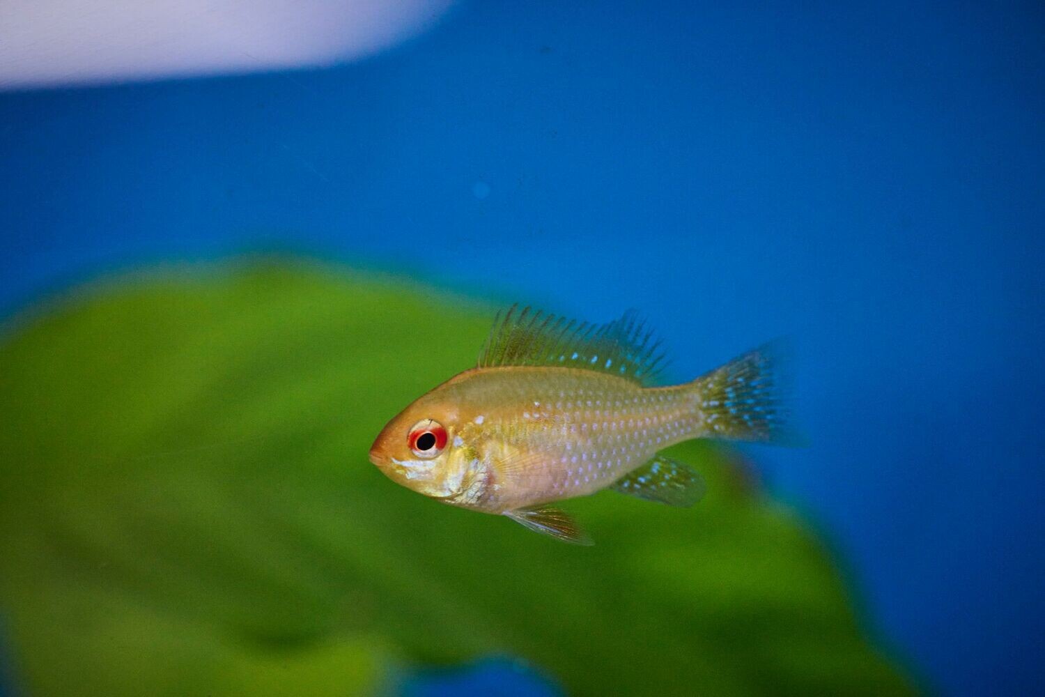 Mikrogeophagus Ramirezi gold 4/4,5cm