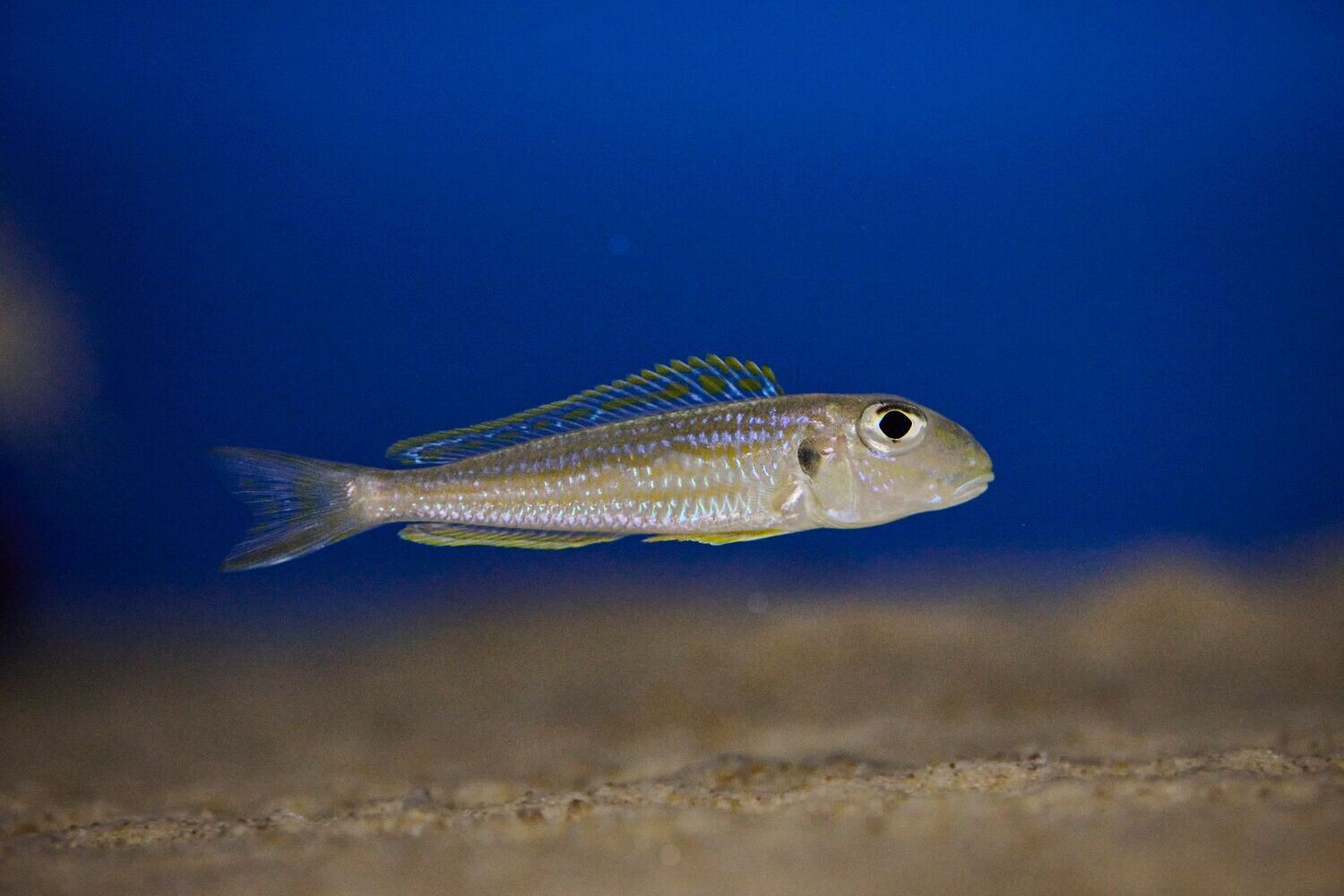 Xenotilapia ochrogenys Sibwesa 5/6 cm F1