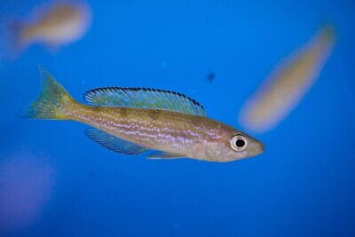 Cyprichromis microlepidotus Bemba 6/7cm