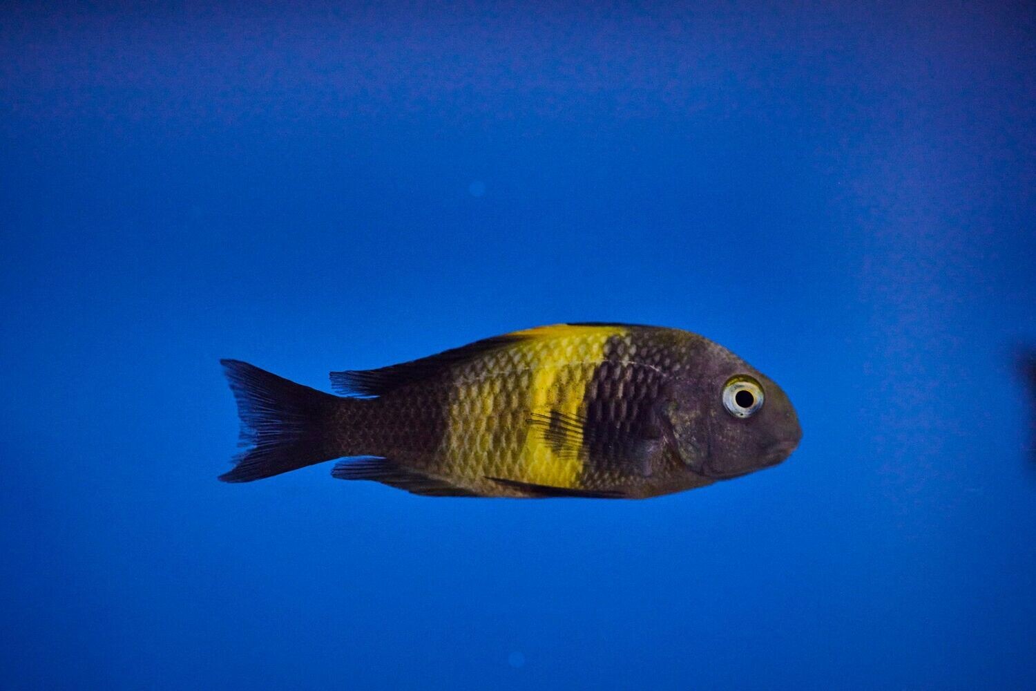 Tropheus sp black Kiriza 6/7 cm F1