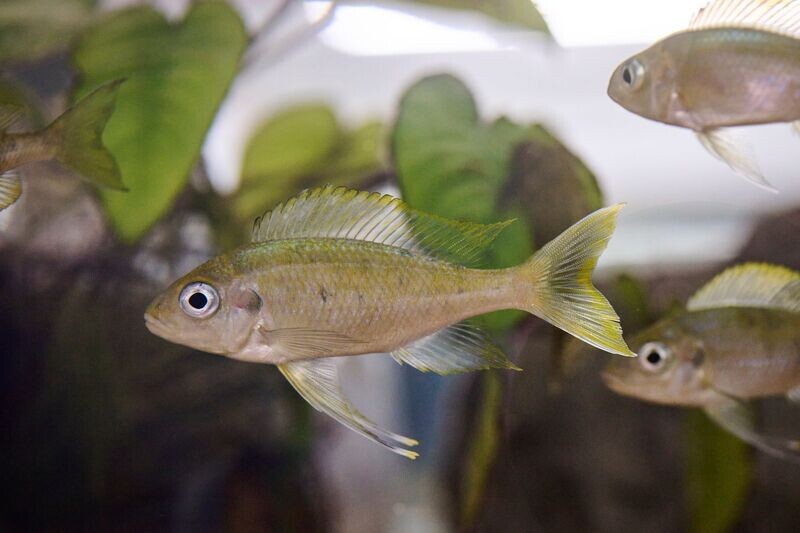 Ophthalmotilapia ventralis yellow Mikongolo Island 9/12 cm