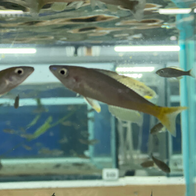 Cyprichromis sp. brilliant jumbo Kitumba (speckleback) F1 6 cm