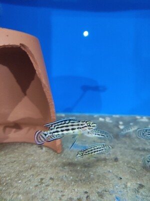 Julidochromis marlieri Burundi 3/4 cm