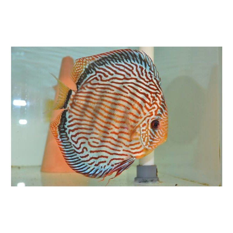 Discus Red Turquoise 7 cm