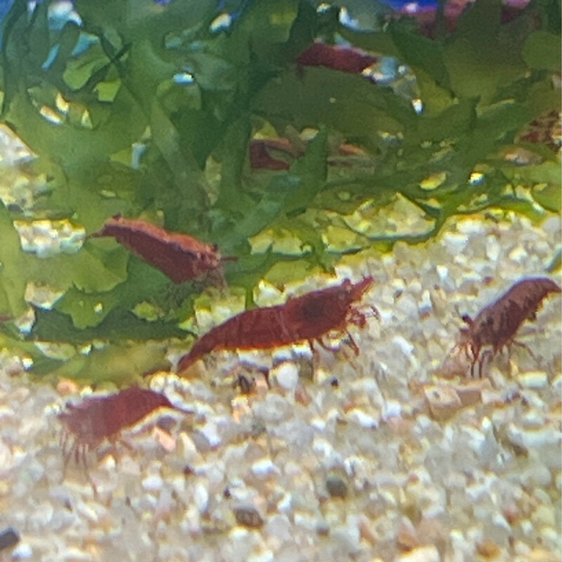 Neocaridina Bloody mary 1,5cm