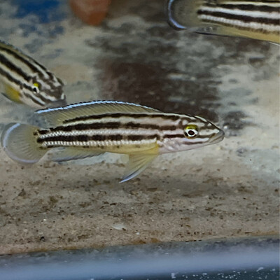 Julidochromis cf. regani Nsumbu 5/6 cm F1