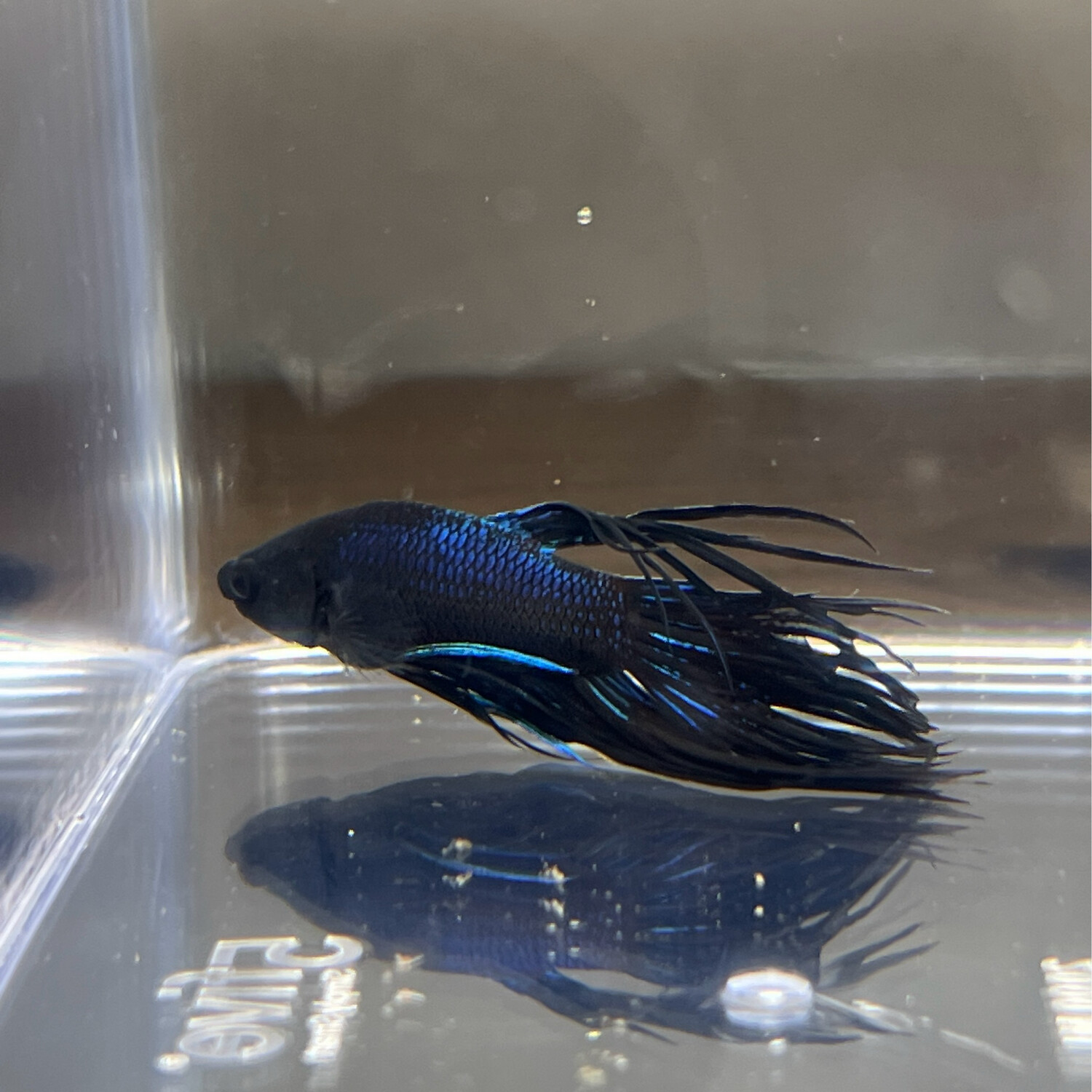 Betta splendens crowntail black (Combattant) sélection