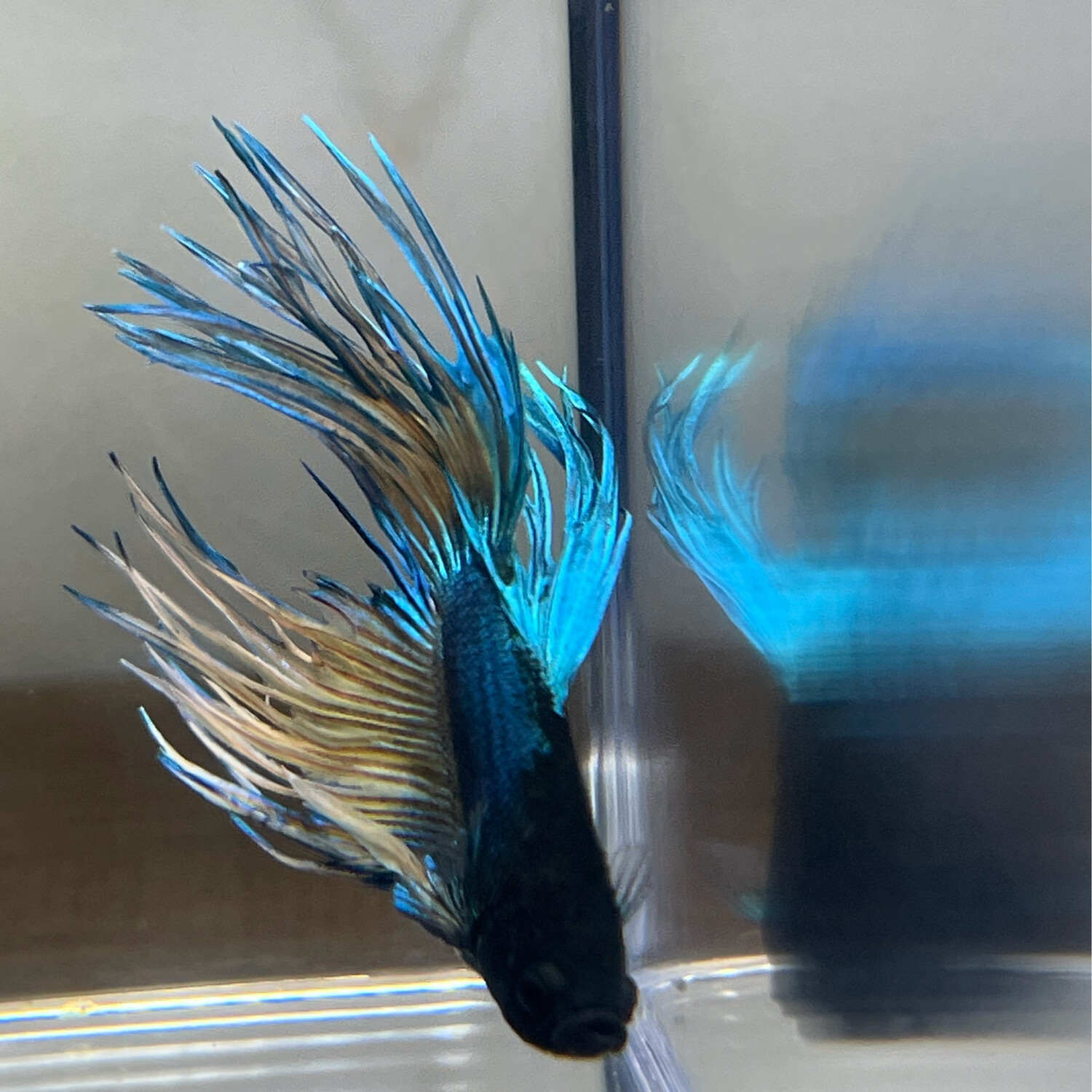 Betta splendens crowntail (Combattant) sélection