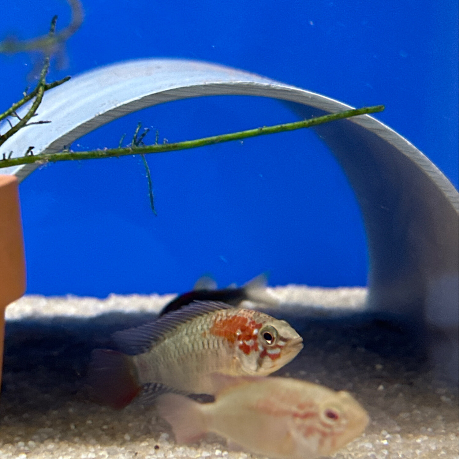 Apistogramma Macmasteri