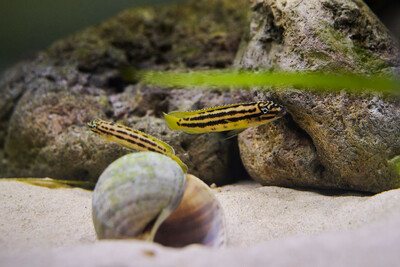 Julidochromis cf. regani Malagarasi F1 3/5cm