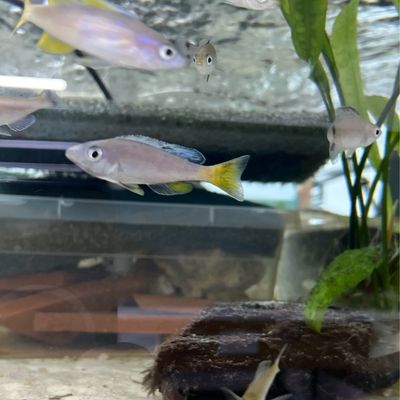 Cyprichromis sp. brilliant jumbo Moba (speckleback Moba) F1 4/5 cm