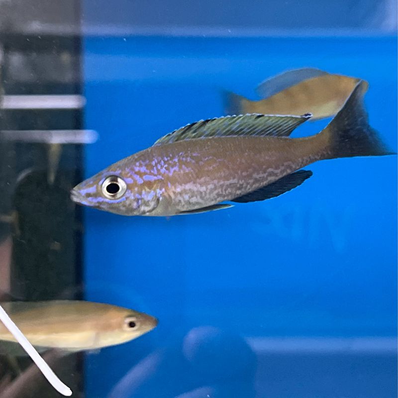 Cyprichromis microlepidotus Kasai 7/8cm