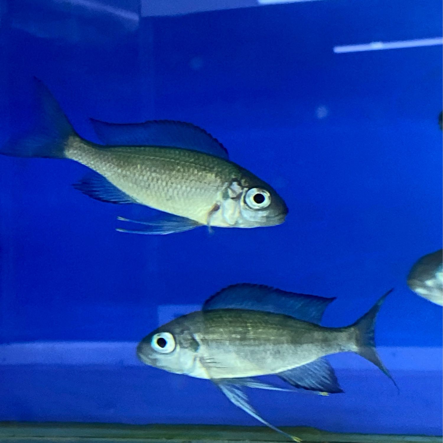 Ophthalmotilapia sp. paranasuta Cape Bangwe 8/9 cm