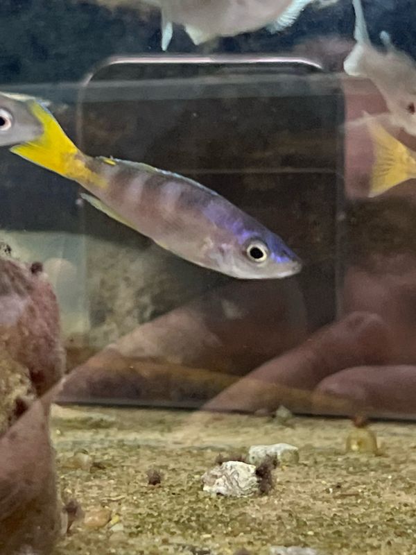 Cyprichromis leptosoma Katete