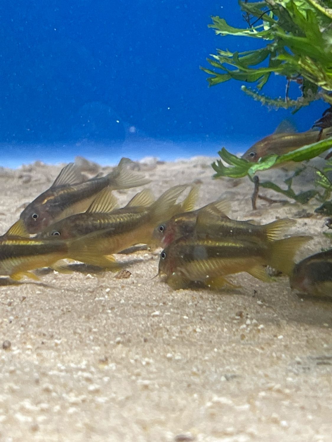 Corydoras CW10