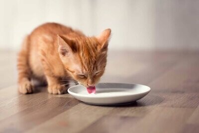Как правильно кормить котенка?