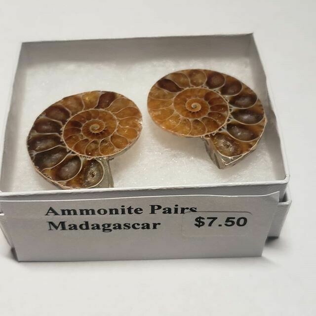 Fossil Ammonite Pairs