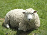 Cloth - Wool