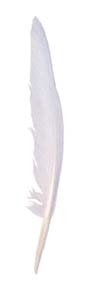 Quills