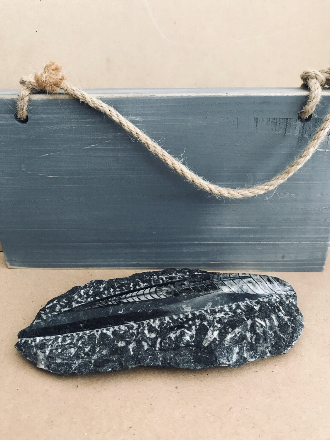 Orthoceras Fossil