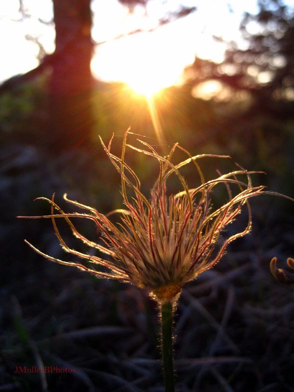 Sunset on Pasqueflower Seedhead - Iowa April 2012