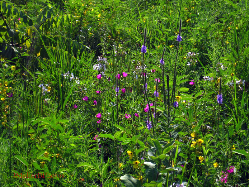 Vervain, Partridge Pea, Mallow - Wisconsin August 2012