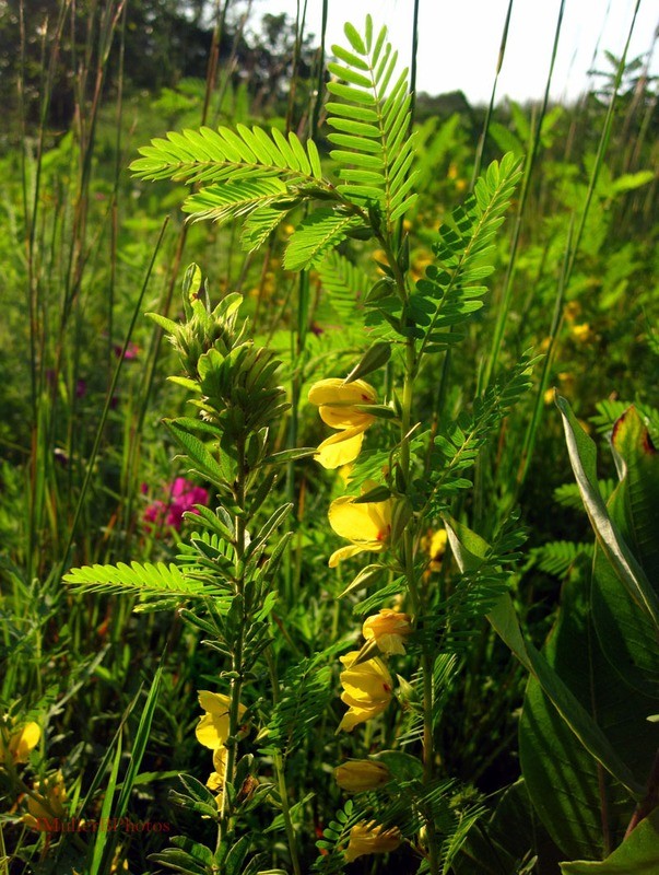 Sunlit Partridge Pea - Wiscosin August 2012