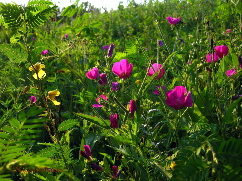 Late Sun on Mallow, Patridge Pea - Wisconsin August 2012