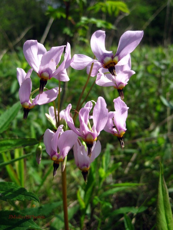 Prairie Shooting Star - Iowa May 2012