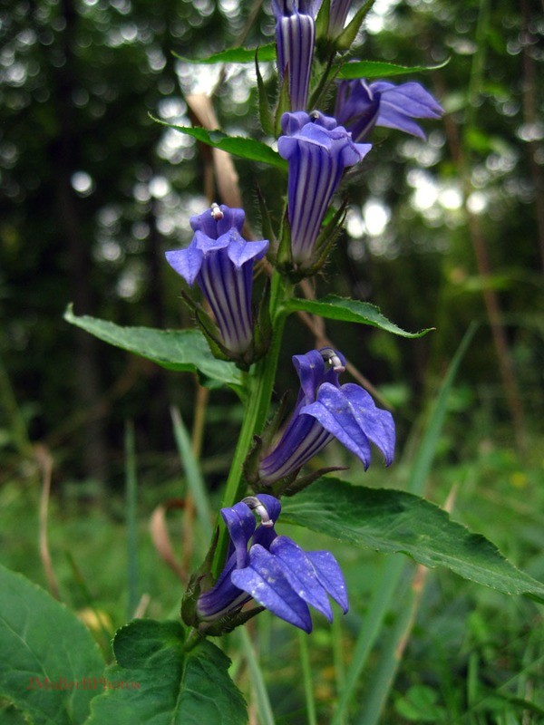 Great Blue Lobelia - Iowa August 2012