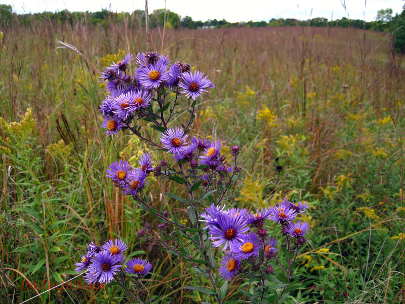 New England Aster Flowers - September 2012