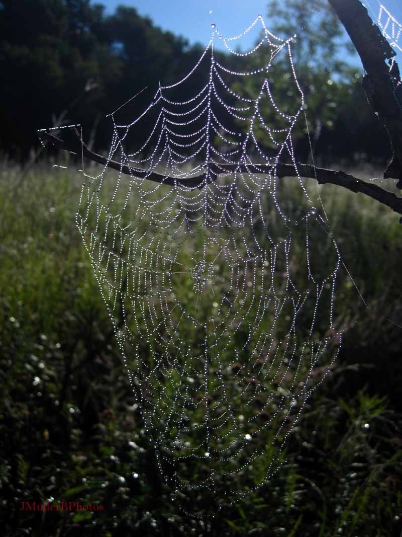 Shining Web in Tree
