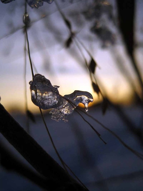 Crazy, Ice, Snowflakes on Switchgrass February 2013