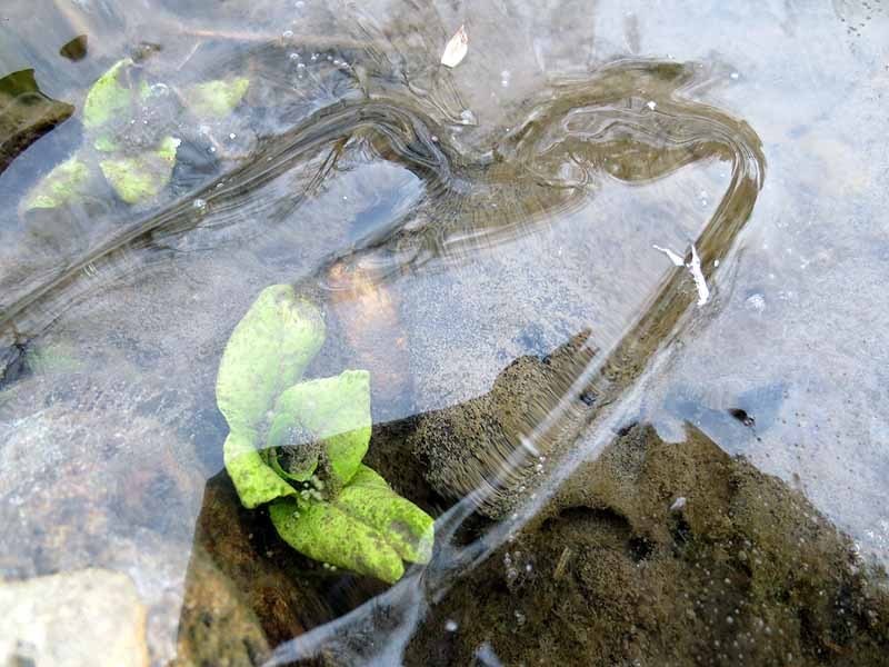 Plant under Ice, Apple River Canyon Park, Illinois