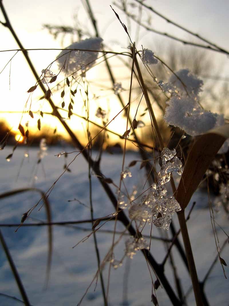 Ice on Switchgrass at Sunset 3 - February 2013