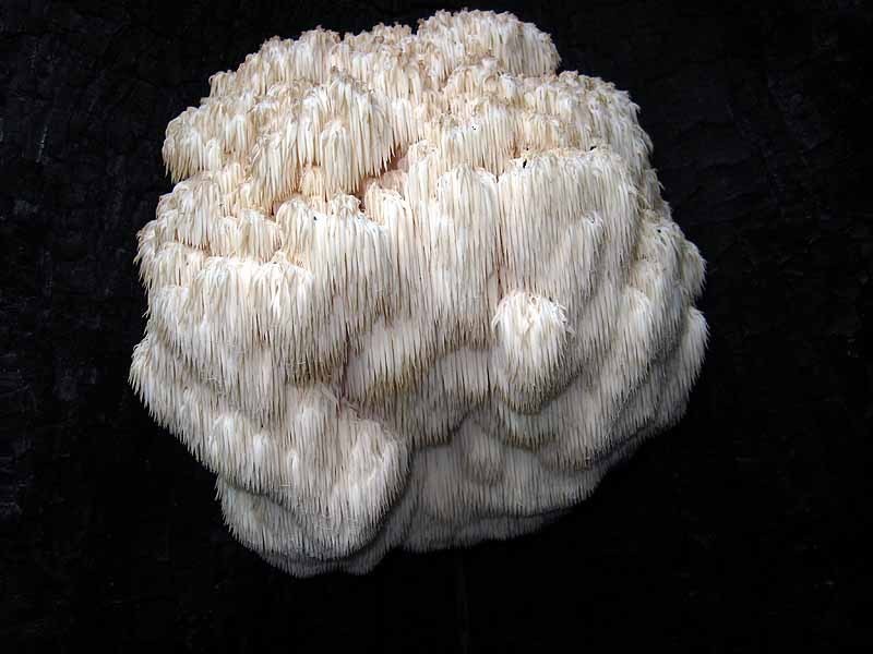 Goatsbeard on Black Stump