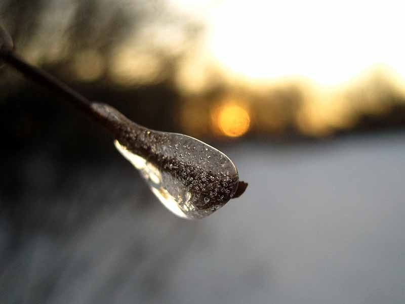 Ice on Branch at Sunset - Illinois February 2013